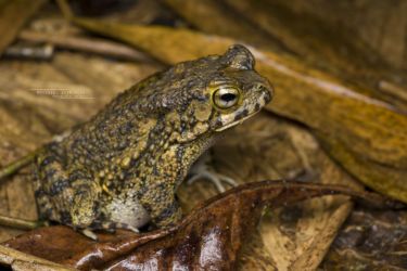 Sclerophrys regularis