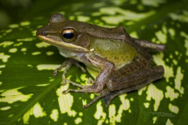 Amnirana occidentalis