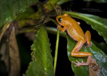 Morerella cyanophthalma