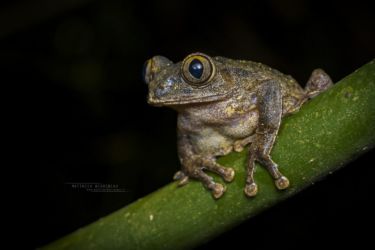 Leptopelis hyloides