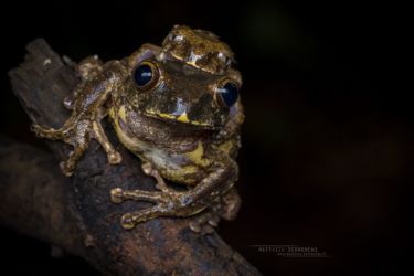 Leptopelis hyloides