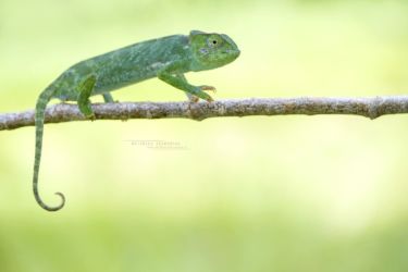 Chamaeleo gracilis