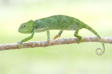 Chamaeleo gracilis