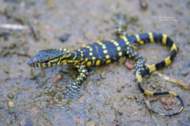 Varanus ornatus