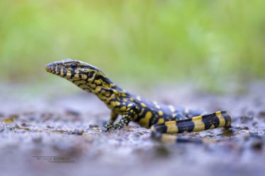 Varanus ornatus