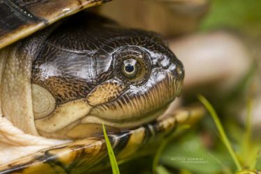 Pelusios rhodesianus