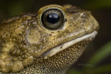 Sclerophrys gutturalis