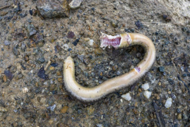 Afrotyphlops mucroso