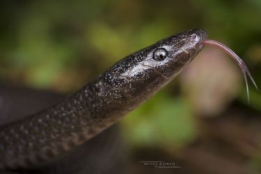 Lycophidion capense