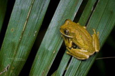 Leptopelis flavomaculatus