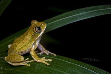 Leptopelis flavomaculatus