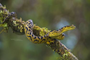 Atheris ceratophora