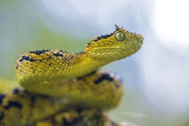 Atheris ceratophora