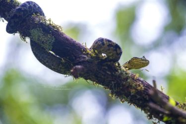 Atheris ceratophora