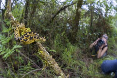 Atheris ceratophora