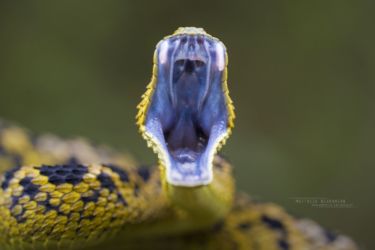 Atheris ceratophora