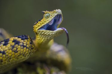 Atheris, Atheris ceratophora, Reptiles, Serpents, Tanzanie, Trips, Viperidae