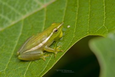 Hyperolius nasutus