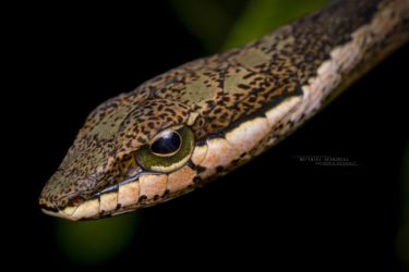 Thelotornis mossambicanus