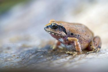 Arthroleptis stenodactylus