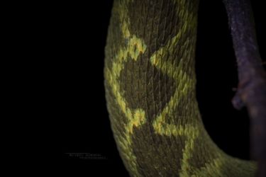 Atheris rungweensis