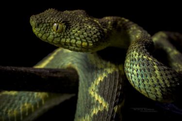 Atheris rungweensis