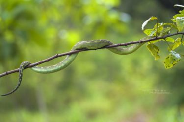 Atheris rungweensis