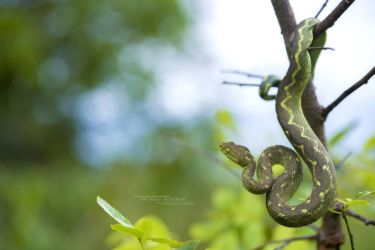 Atheris rungweensis