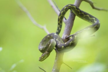 Atheris rungweensis