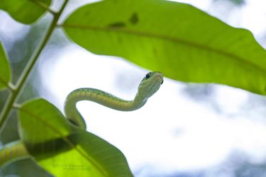 Philothamnus angolensis