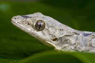 Hemidactylus platycephalus