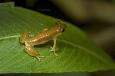 Afrixalus fornasini