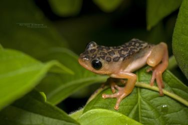 Hyperolius glandicolor