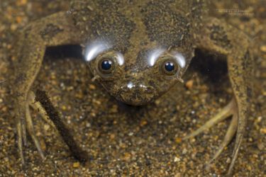 Xenopus muelleri