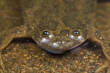 Xenopus muelleri