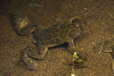 Xenopus muelleri