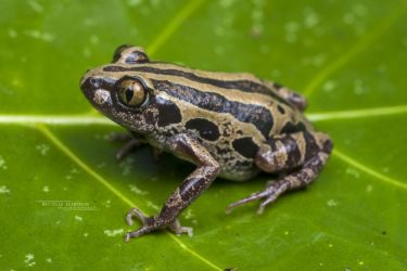 Kassina senegalensis