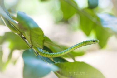 Philothamnus angolensis