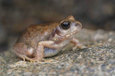 Arthroleptis stenodactylus