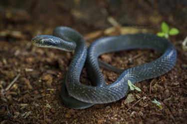 Crotaphopeltis hotamboeia