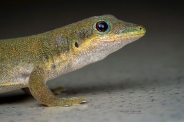 Phelsuma dubia