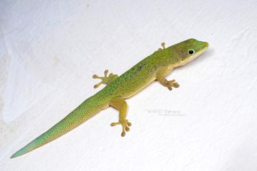 Phelsuma dubia