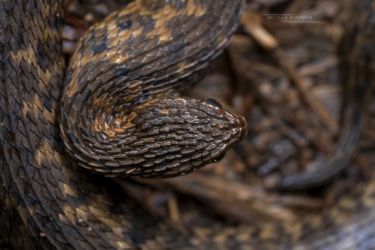 Atheris barbouri