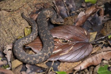 Atheris barbouri