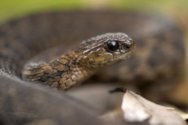 Atheris barbouri