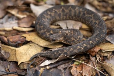 Atheris barbouri