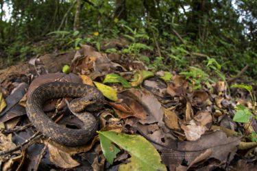 Atheris barbouri