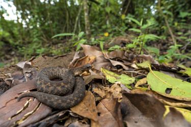 Atheris barbouri