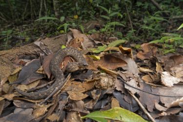 Atheris barbouri