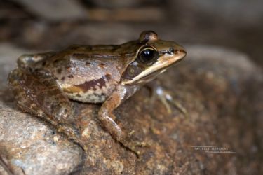 Amietia tenuoplicata